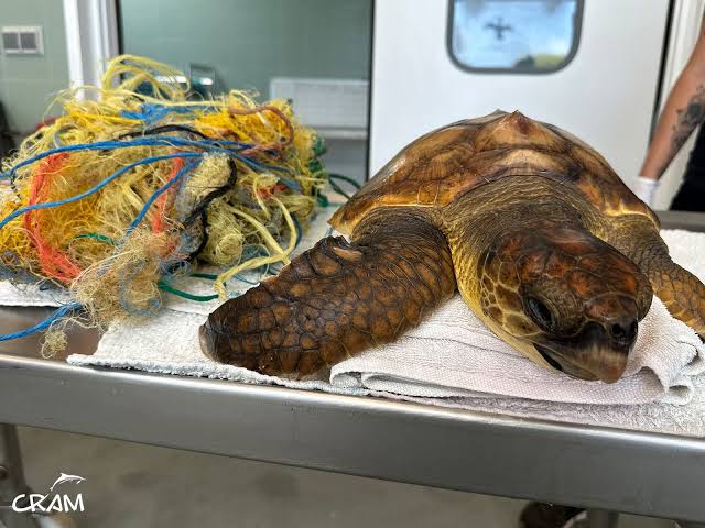 Tortuga boba junto a los restos de una red enredada, sobre una mesa de examen veterinario