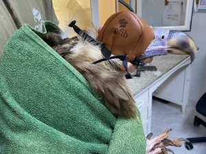 Buitre con capirote siendo atendido por personal veterinario de COFIB