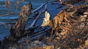 Corzo rescatado en el embalse de Picadas, en la Sierra Oeste de Madrid