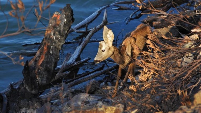 Corzo rescatado en el embalse de Picadas, en la Sierra Oeste de Madrid