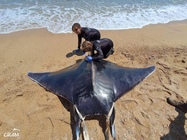 Dos rescatadores examinando un diablo de mar varado en la playa