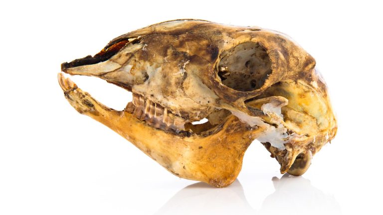 Cráneo de lagomorfo, imagen contextual sobre el análisis biocronológico de micromamíferos ibéricos