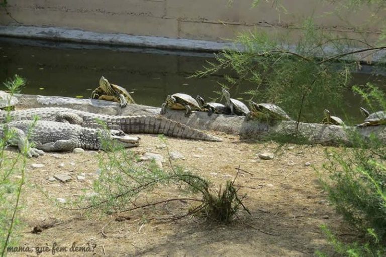 Cocodrilo y varios galápagos tomando el sol junto a un estanque