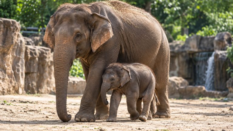 Cría de elefante asiático de Sumatra caminando junto a su madre en el recinto del zoológico