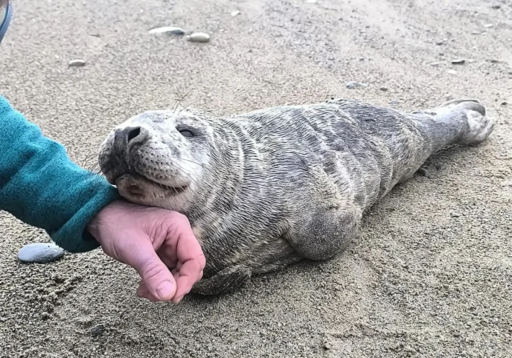 Cría de foca gris tumbada en la arena junto a la mano de un rescatador