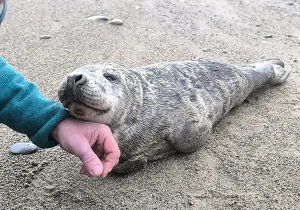 Cría de foca gris tumbada en la arena junto a la mano de un rescatador