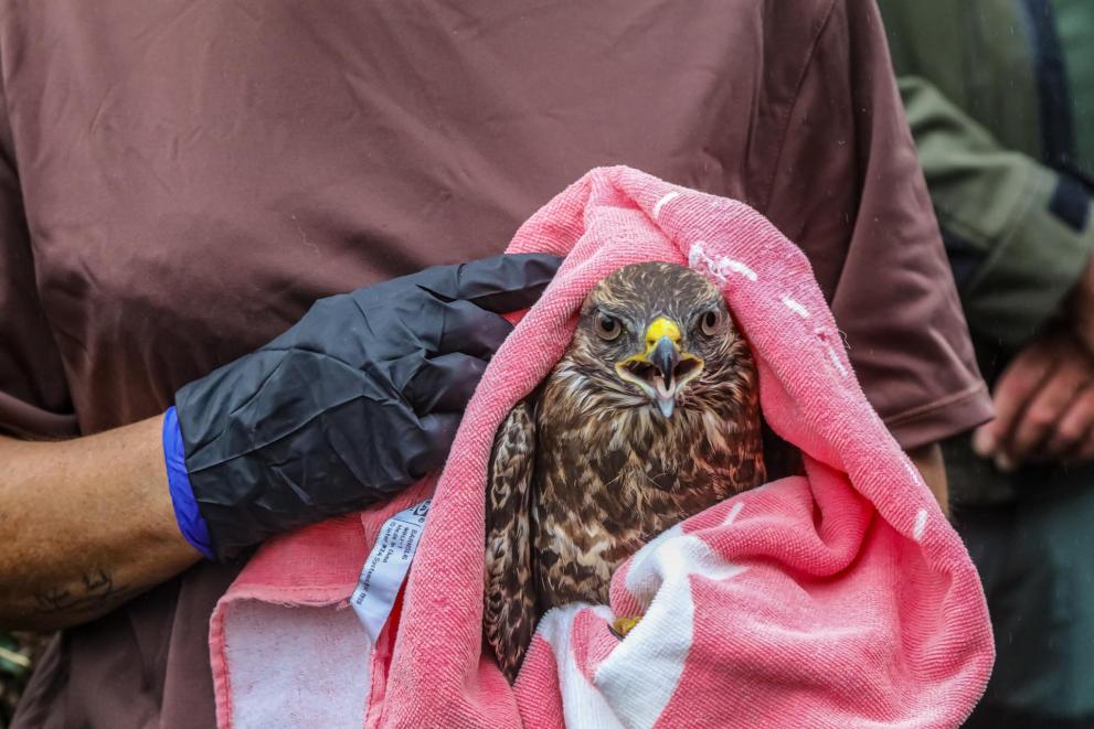 Ave rapaz envuelta en una toalla siendo sujetada por personal de un centro de fauna