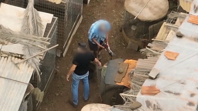 Dos personas con el rostro pixelado manipulando aves en un patio, durante una investigación