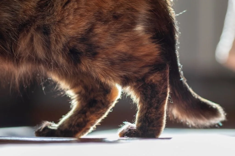 Gato atigrado descansando, imagen para la noticia sobre artrosis felina y exposición a luz verde