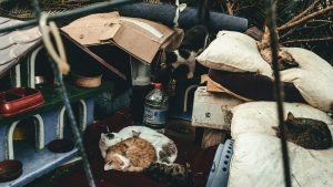 Gatos comunitarios juntos en un refugio, imagen contextual para una investigación judicial en Ceuta