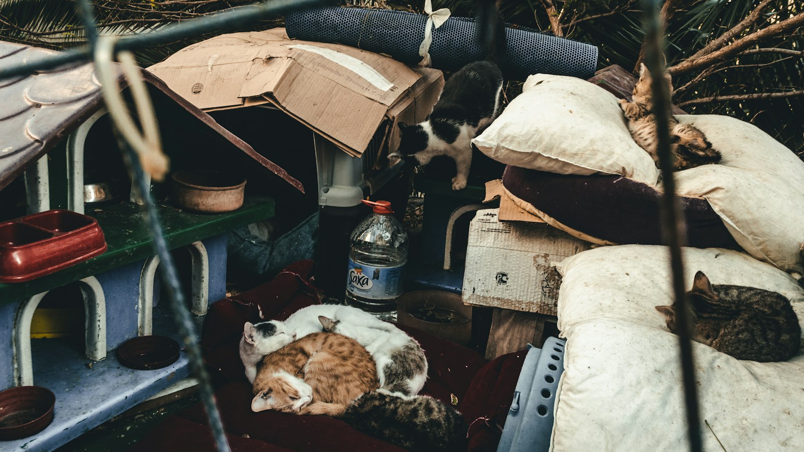 Gatos comunitarios juntos en un refugio, imagen contextual para una investigación judicial en Ceuta