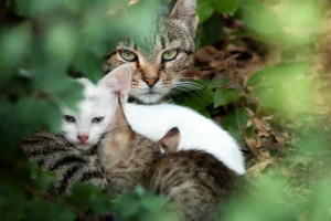Dos gatos comunitarios, uno atigrado y otro blanco, resguardados entre la vegetación de un jardín
