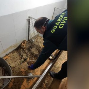Agente de la Guardia Civil alimentando a un perro chihuahua rescatado en una jaula