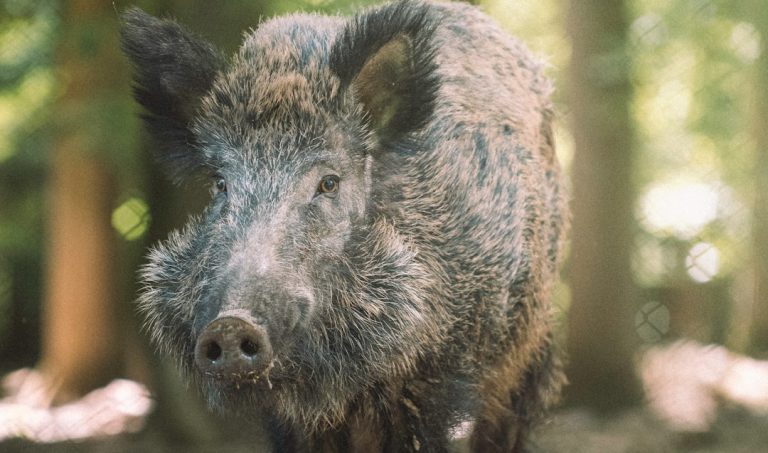 Jabalí silvestre en un entorno natural, imagen contextual para la actualización de peste porcina africana en Cataluña