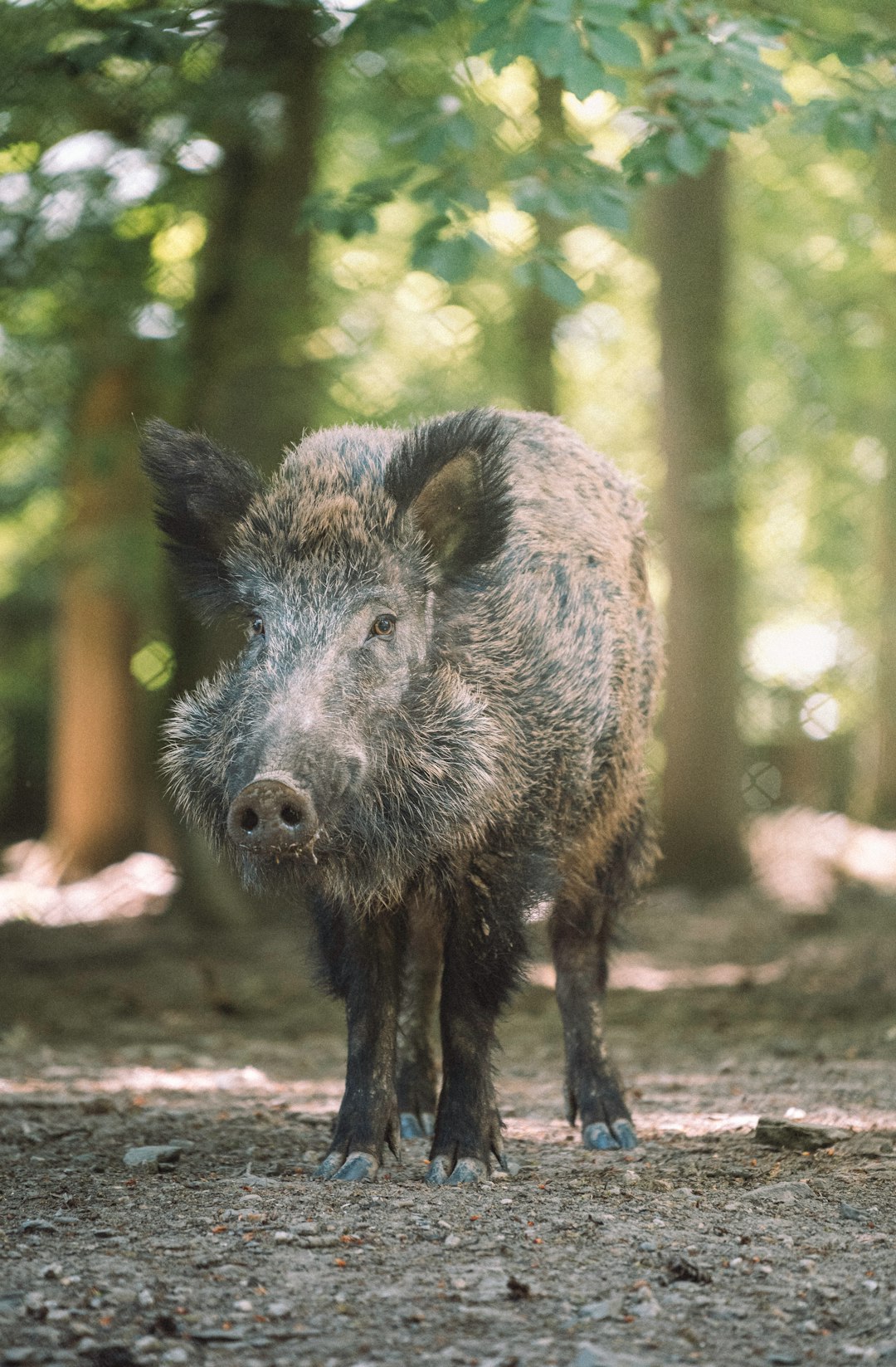 Jabalí silvestre en un entorno natural, imagen contextual para la actualización de peste porcina africana en Cataluña