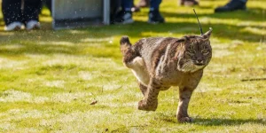 El lince ibérico Kai corriendo sobre hierba, con collar de seguimiento, tras su rehabilitación
