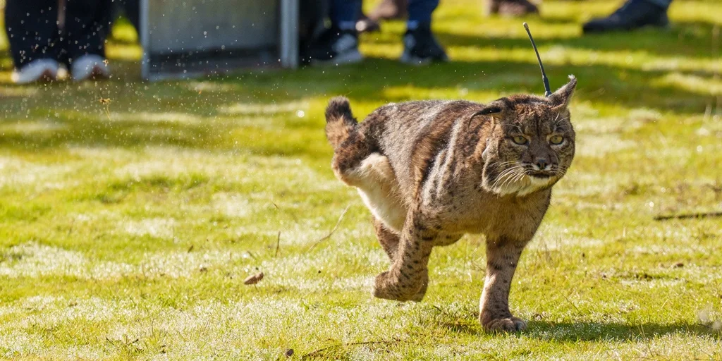 El lince ibérico Kai corriendo sobre hierba, con collar de seguimiento, tras su rehabilitación