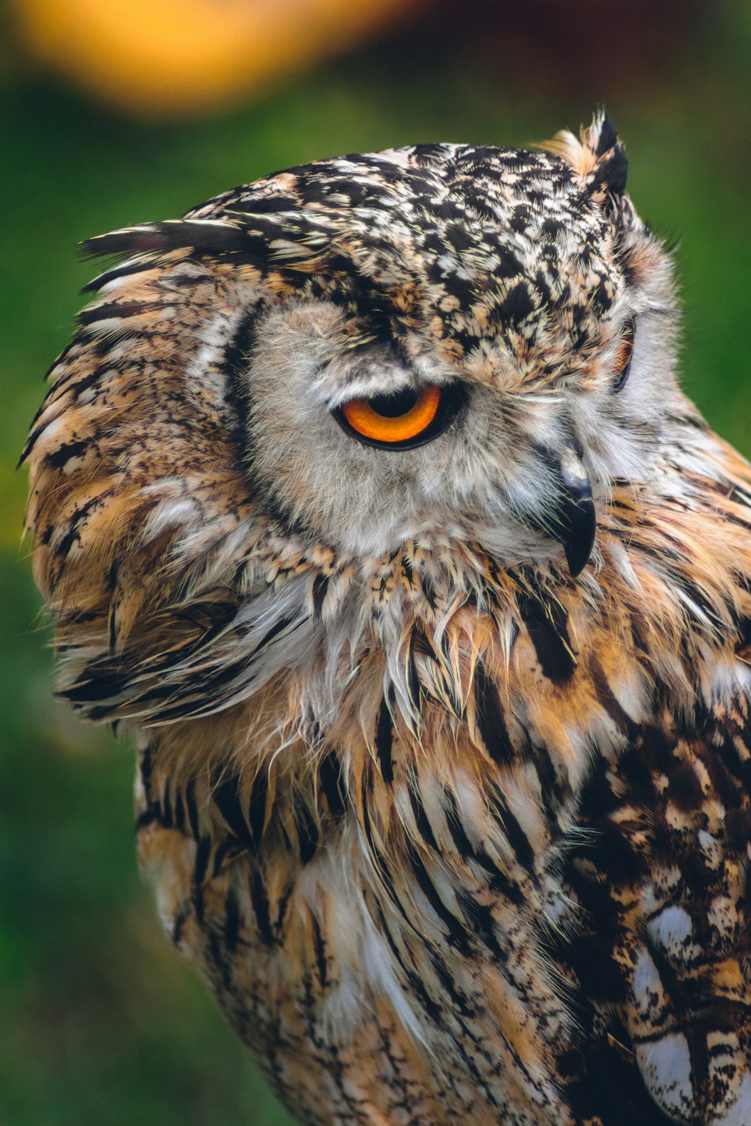 Lechuza común, imagen contextual para la noticia sobre reproducción de rapaces nocturnas en Calblanque