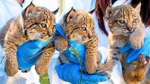 Tres cachorros de lince ibérico sostenidos con cuidado por personal veterinario