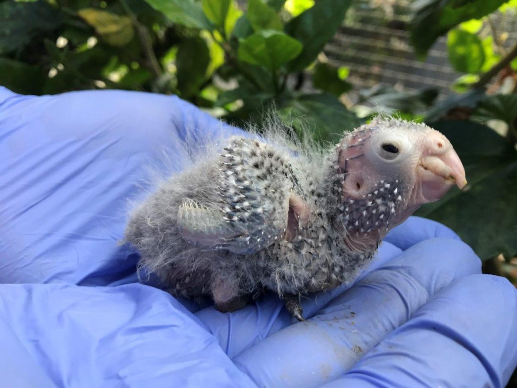 Cría de cacatúa colirroja recién nacida sostenida con una mano enguantada