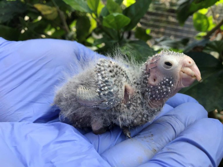 Cría de cacatúa colirroja recién nacida sostenida con una mano enguantada