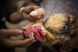Vacunación de un gallo sujetado por una persona