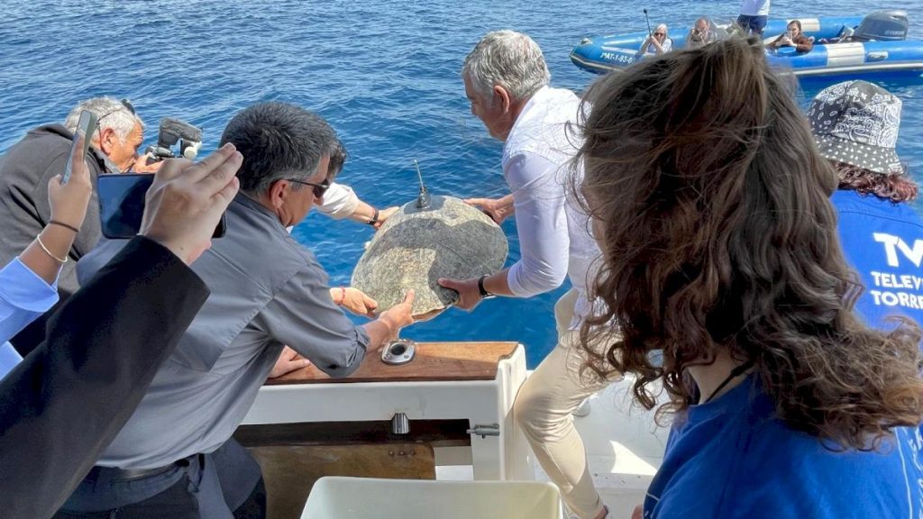 Nuca, la tortuga con emisor satelital, siendo devuelta al mar desde una embarcación