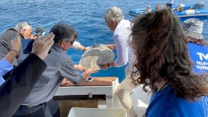 Nuca, la tortuga con emisor satelital, siendo devuelta al mar desde una embarcación