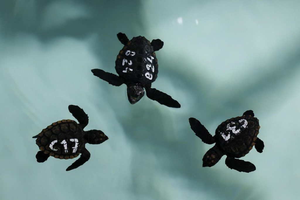 Tres crías de tortuga marina con marcas de identificación nadando en un tanque