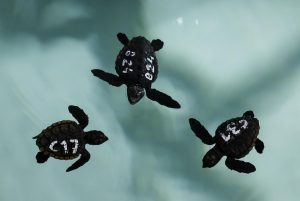 Tres crías de tortuga marina con marcas de identificación nadando en un tanque