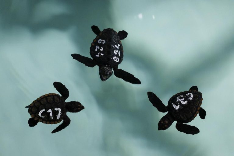 Tres crías de tortuga marina con marcas de identificación nadando en un tanque