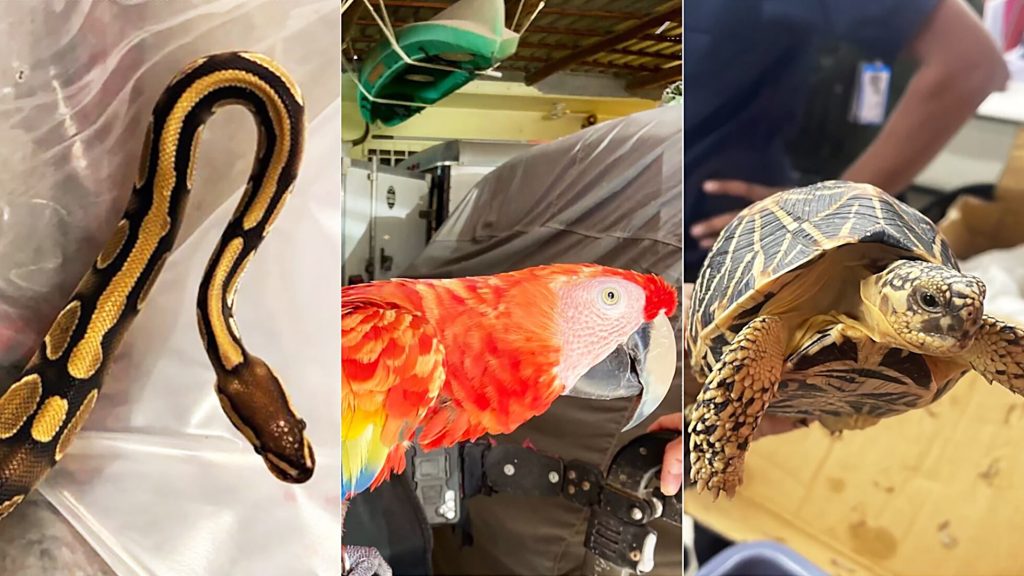 Collage de una serpiente, un guacamayo y una tortuga incautados en la Operación Thunder