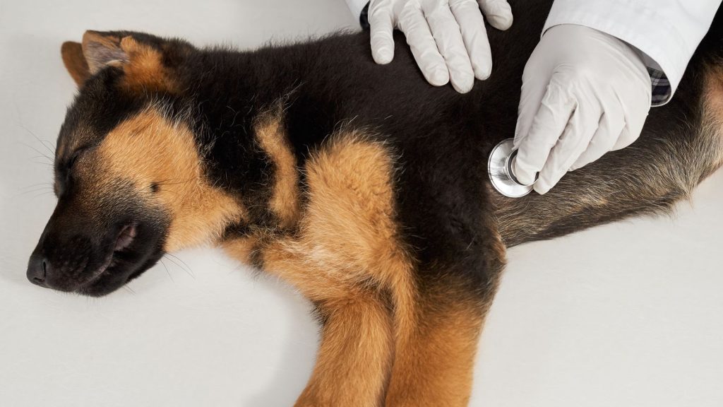 Pastor alemán atendido por un veterinario, imagen contextual sobre hospitalización de perros de trabajo de la UME