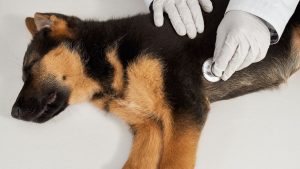 Pastor alemán atendido por un veterinario, imagen contextual sobre hospitalización de perros de trabajo de la UME