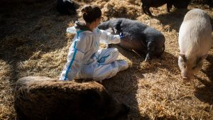 Veterinaria con traje de protección examinando jabalíes y cerdos en una explotación