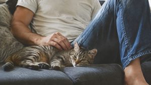 Una persona sentada en el sofá acaricia a un gato atigrado tumbado a su lado