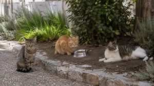 Tres gatos de colonia junto a un comedero metálico limpio en un rincón ajardinado