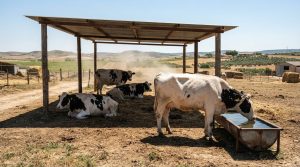 Vacas frisonas a la sombra de un cobertizo, una de ellas bebiendo de un abrevadero