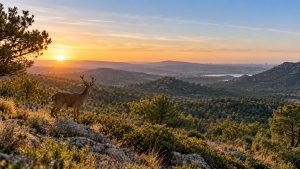 Ciervo sobre un roquedo en el monte mediterráneo madrileño al amanecer