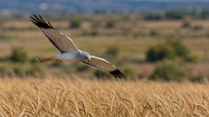 Aguilucho cenizo macho volando bajo sobre un campo de cereal