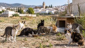 Gatos de colonia comiendo en comederos sobre un solar, con el pueblo al fondo