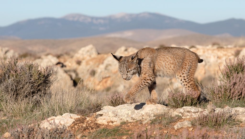 Un lince ibérico camina entre rocas y matorral, con las montañas al fondo, en un paisaje árido de otoño.