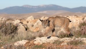 Un lince ibérico camina entre rocas y matorral, con las montañas al fondo, en un paisaje árido de otoño.