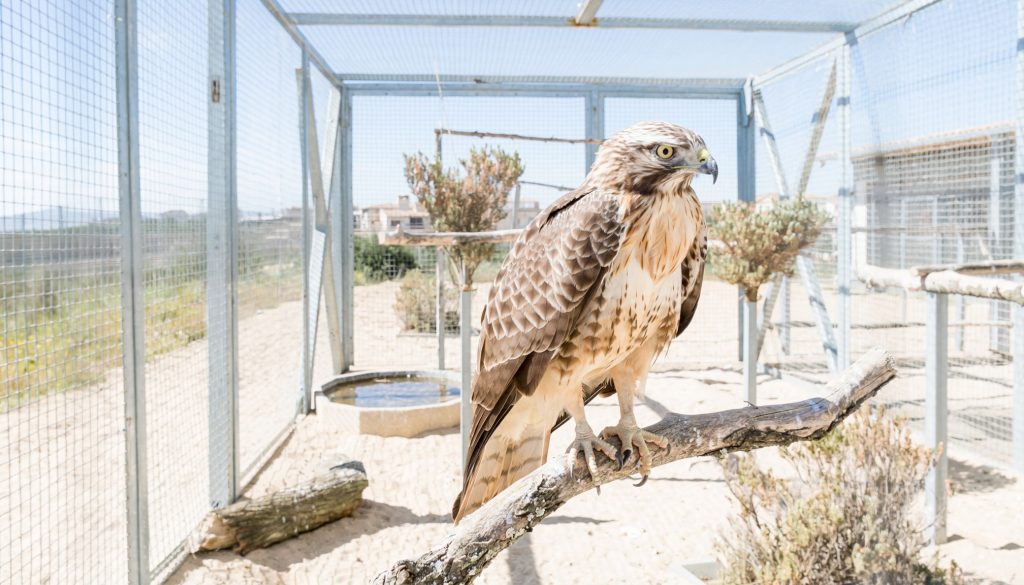 Ave rapaz (aguilucho/ratonero) posada sobre una rama dentro de un voladero de recuperación con malla metálica, en un centro de fauna silvestre.