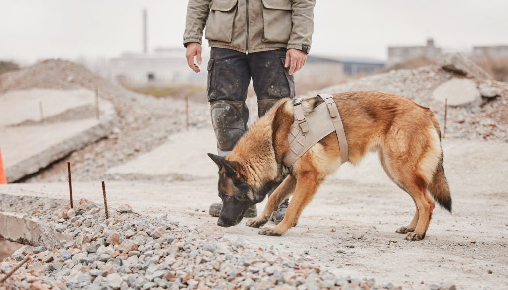 Perro pastor belga malinois con arnés de rescate olfateando escombros de hormigón en una zona de derrumbe, junto a su guía canino (visible solo de torso hacia abajo).
