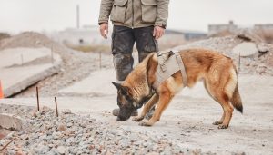 Perro pastor belga malinois con arnés de rescate olfateando escombros de hormigón en una zona de derrumbe, junto a su guía canino (visible solo de torso hacia abajo).