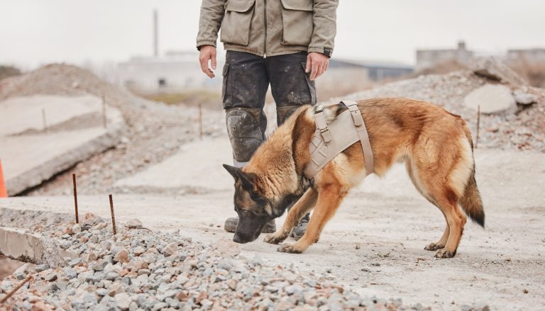 Perro pastor belga malinois con arnés de rescate olfateando escombros de hormigón en una zona de derrumbe, junto a su guía canino (visible solo de torso hacia abajo).