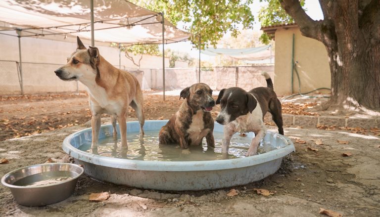 Tres perros de refugio refrescándose dentro de una piscina de plástico bajo la sombra de toldos y un árbol, con un cuenco de agua al lado, en un día de calor.