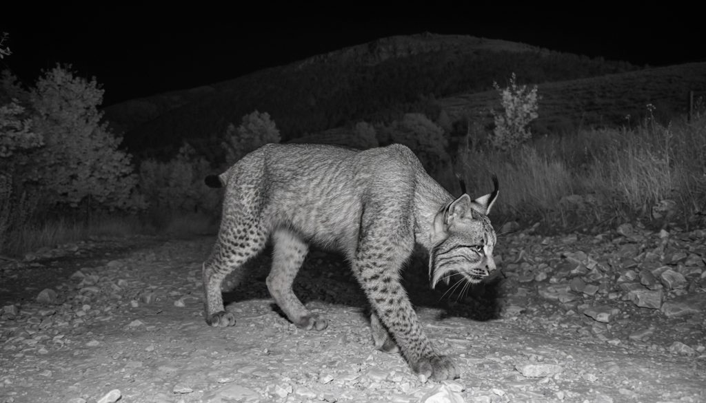 Fotografía nocturna en blanco y negro captada por cámara de fototrampeo de un lince caminando por un sendero pedregoso de monte, con cola corta característica de la especie.