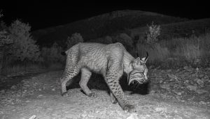 Fotografía nocturna en blanco y negro captada por cámara de fototrampeo de un lince caminando por un sendero pedregoso de monte, con cola corta característica de la especie.